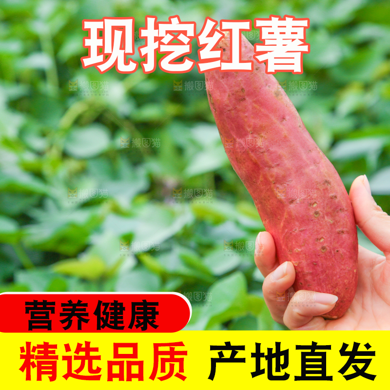 手拿着现挖红薯