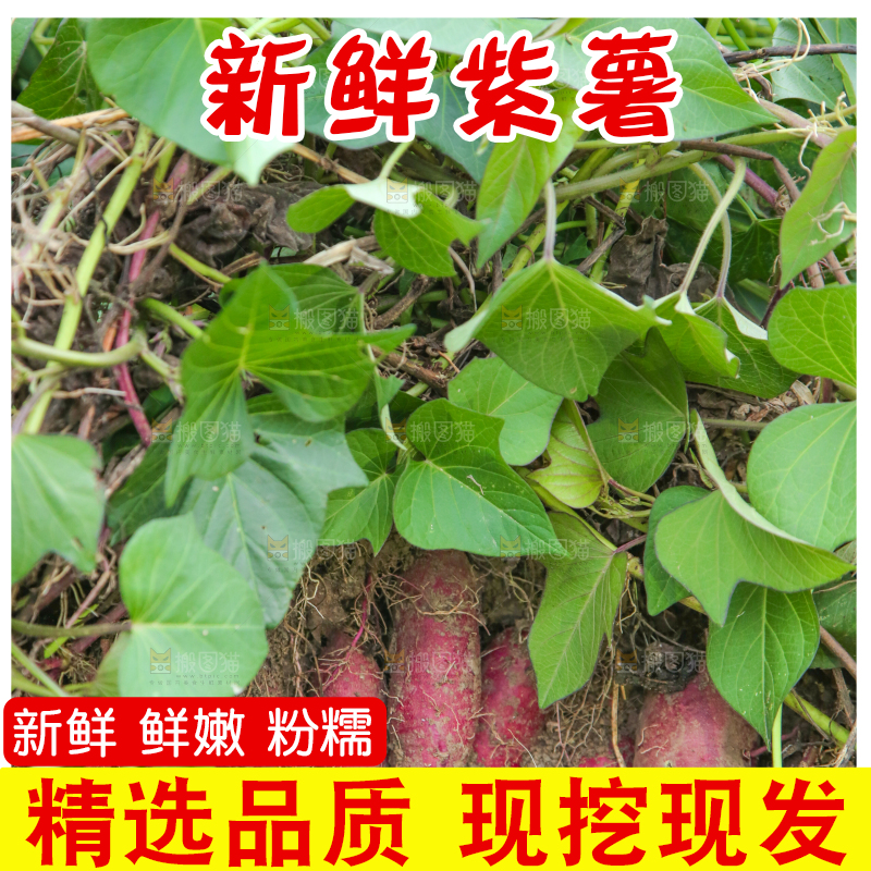 紫薯地里的新鲜紫薯