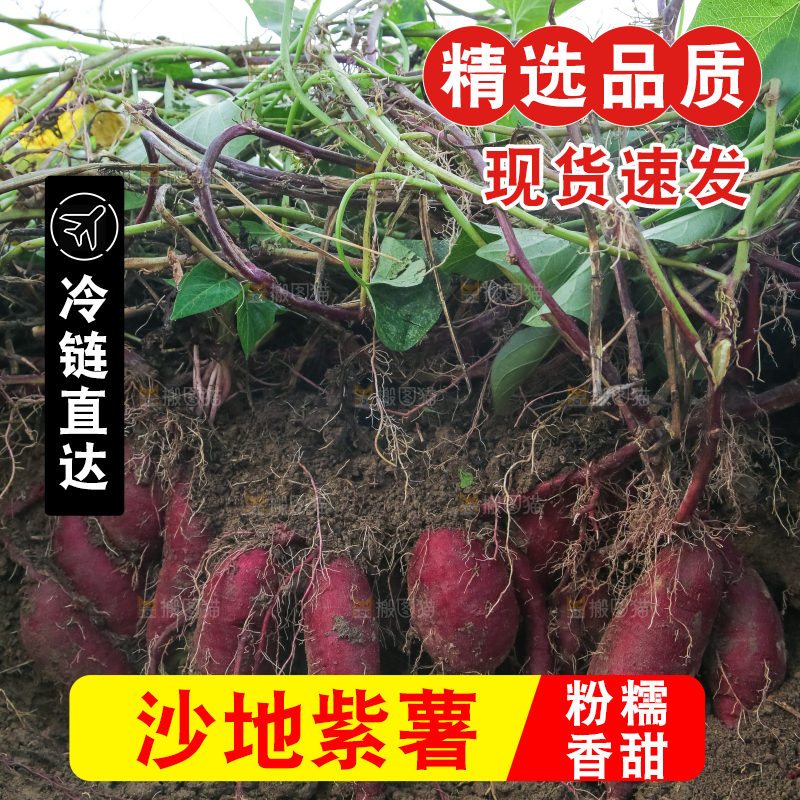 田里的紫罗兰紫薯
