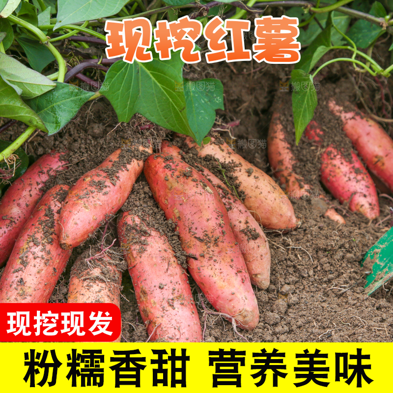 地里现挖红薯