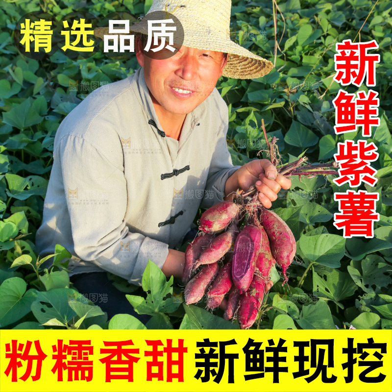 农民手里拿着一串大紫薯