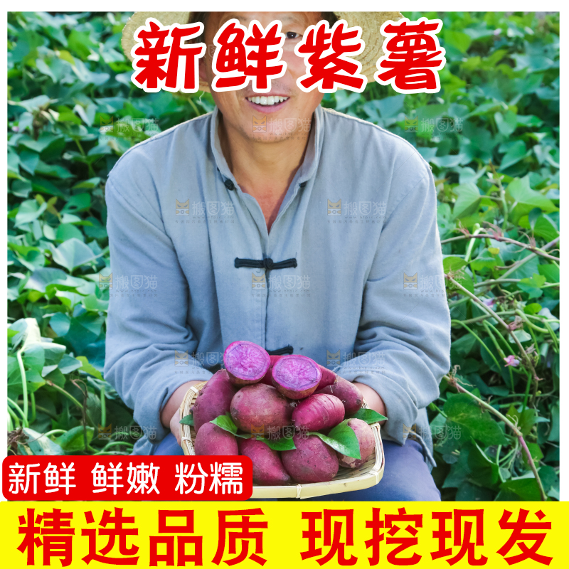 农民手里拿着紫罗兰紫薯