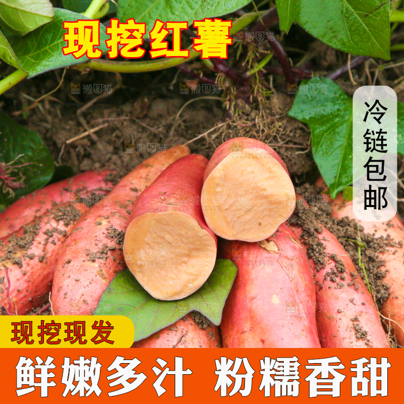 红薯地现挖红薯