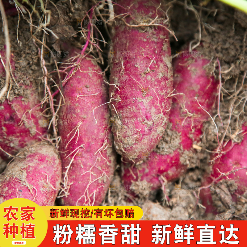 地里现挖紫薯