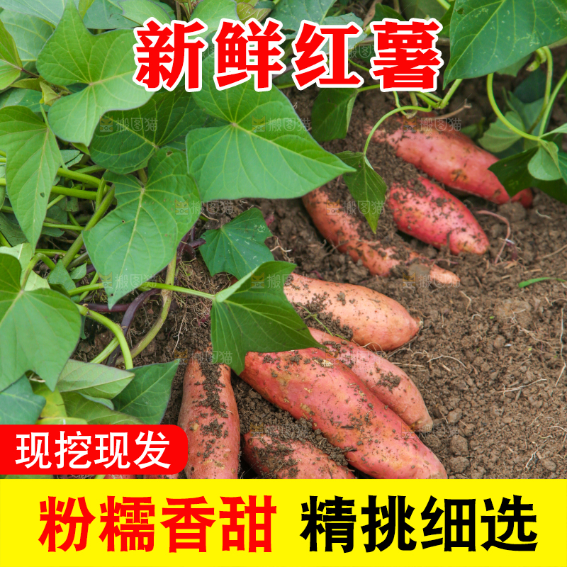地里现挖红薯