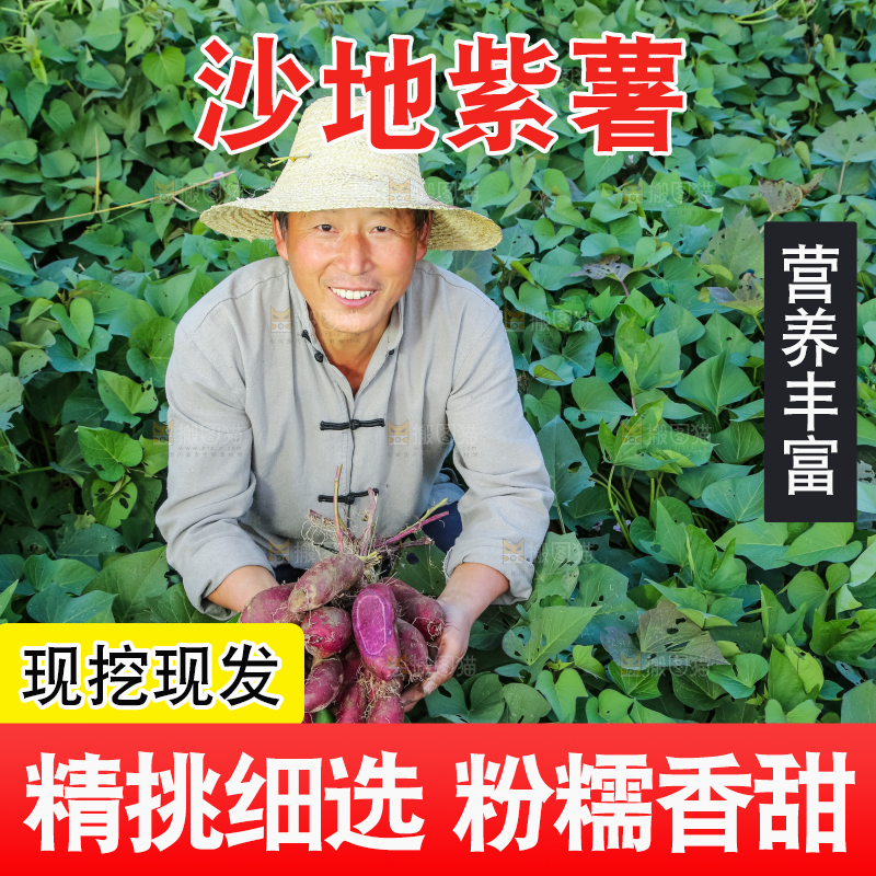 农民手里拿着一串大紫薯