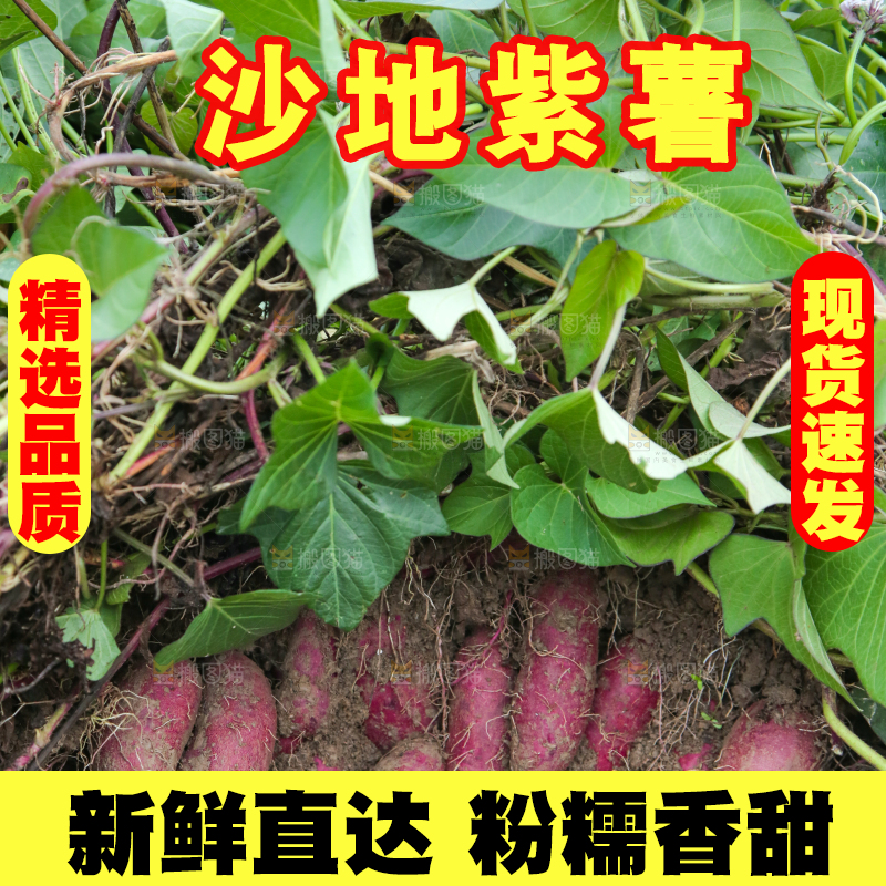 紫薯地里的新鲜紫薯
