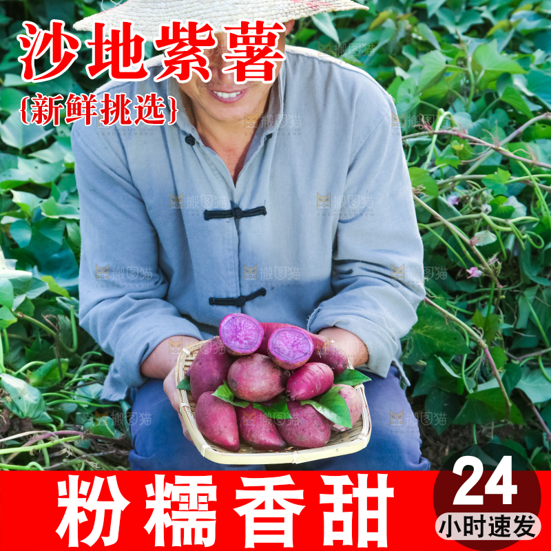 农民手里拿着紫罗兰紫薯