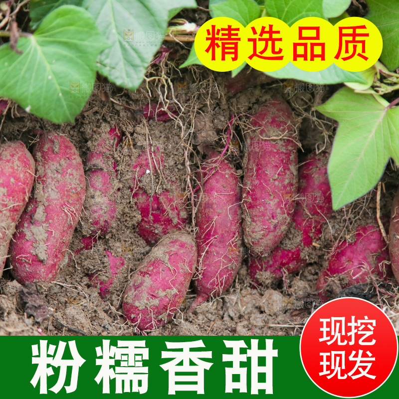 紫薯地里的新鲜紫薯