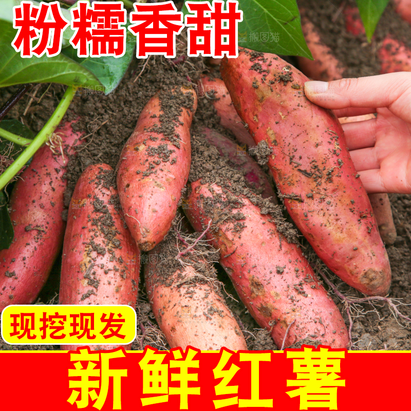 地里现挖红薯