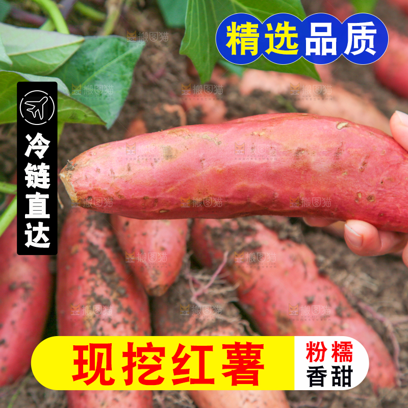 手拿着现挖红薯