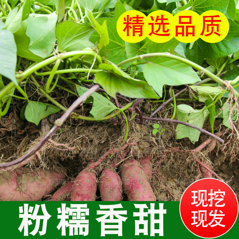 现挖沙地紫薯