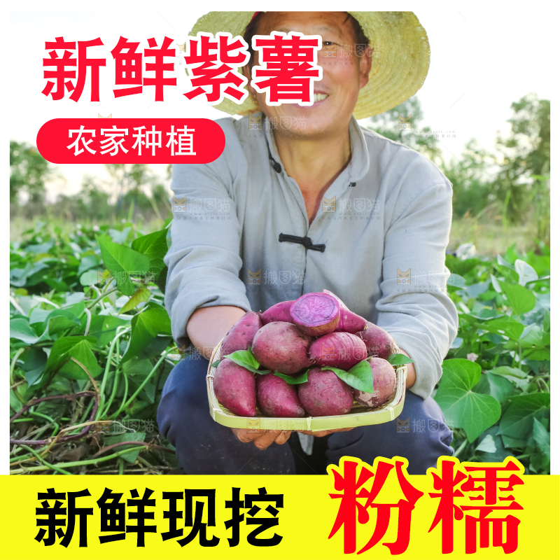 农民手里拿着紫罗兰紫薯