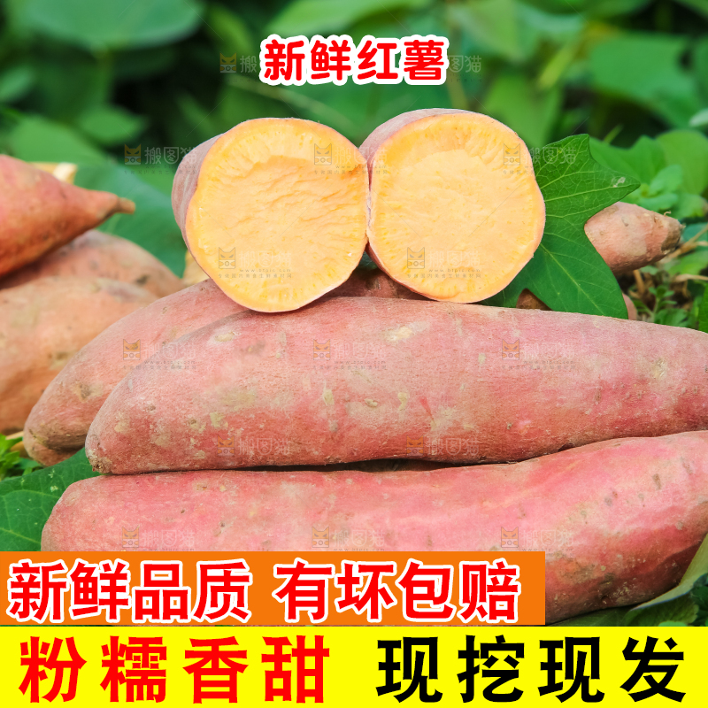 田地里放着切开的黄心红薯