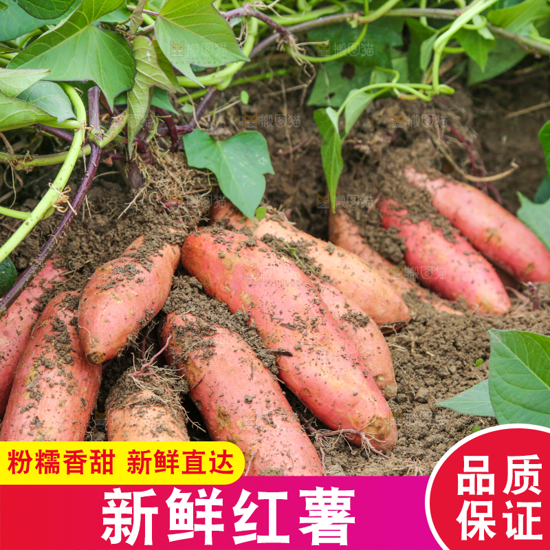 红薯地里的红薯