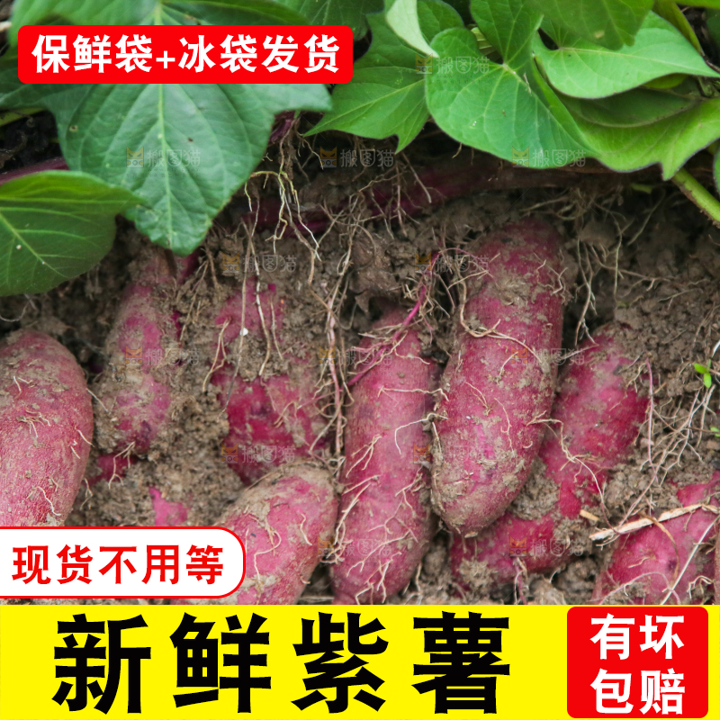 紫薯地里的新鲜紫薯