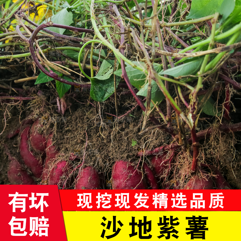 田里的紫罗兰紫薯
