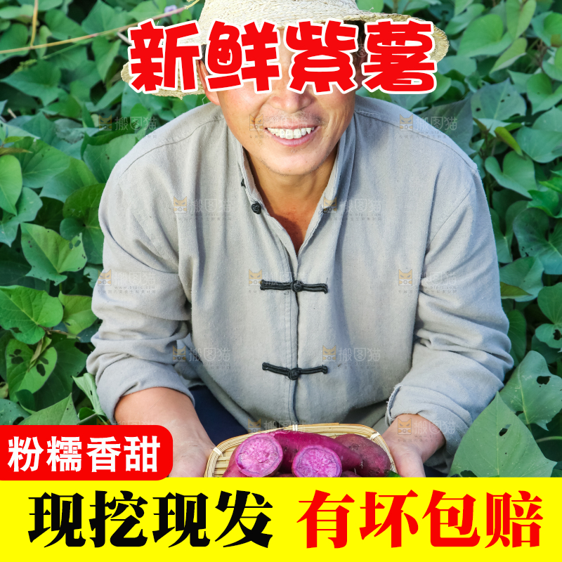 农民手里拿着紫罗兰紫薯