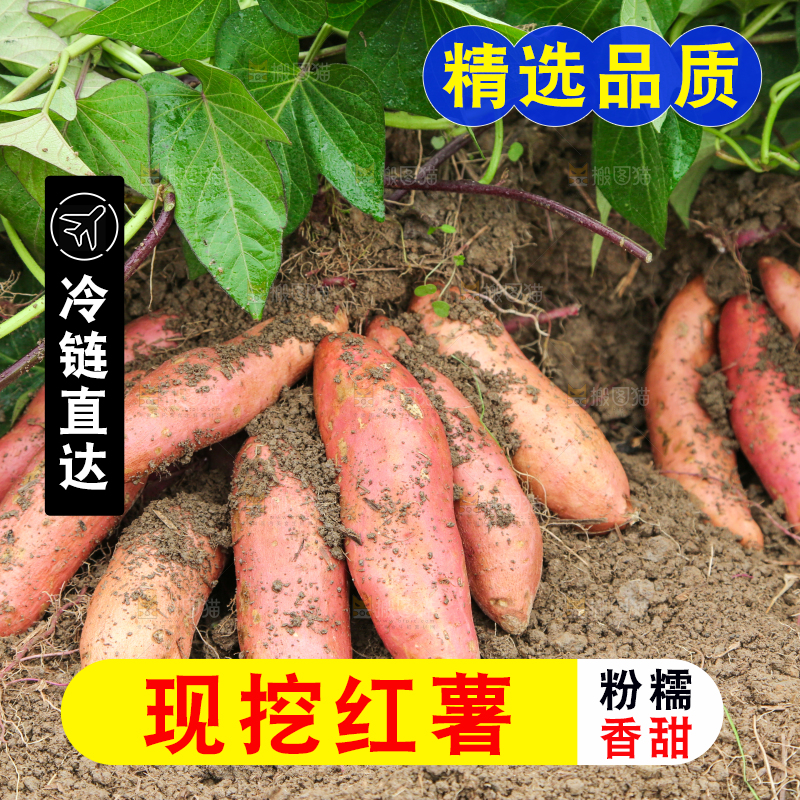 红薯地里的红薯
