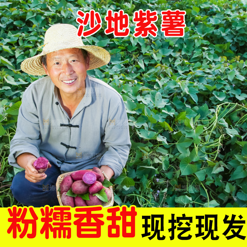 农民手里拿着紫罗兰紫薯