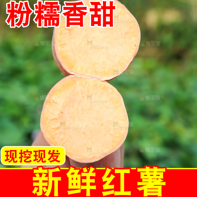 手拿切开的黄心红薯