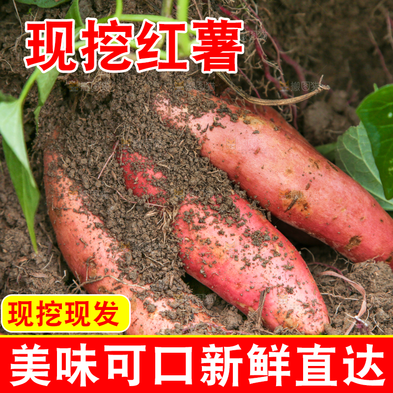 地里现挖红薯