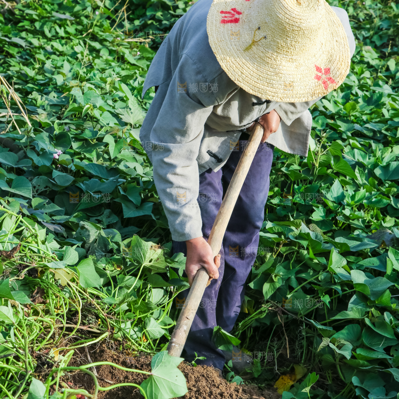 农民正在挖紫薯