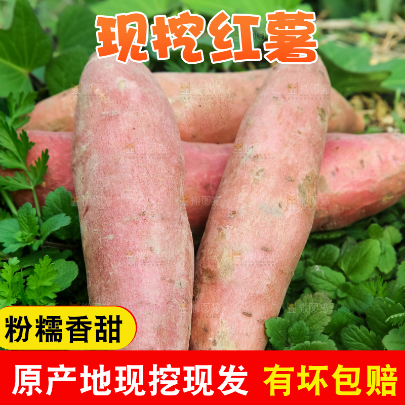 田地里的新鲜红薯