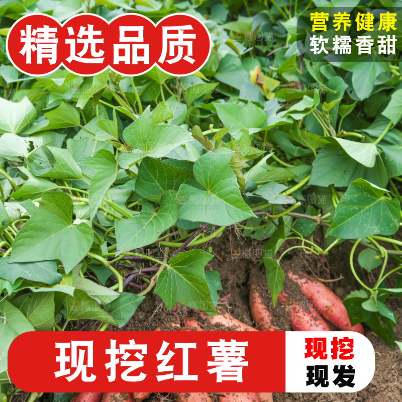 地里现挖红薯