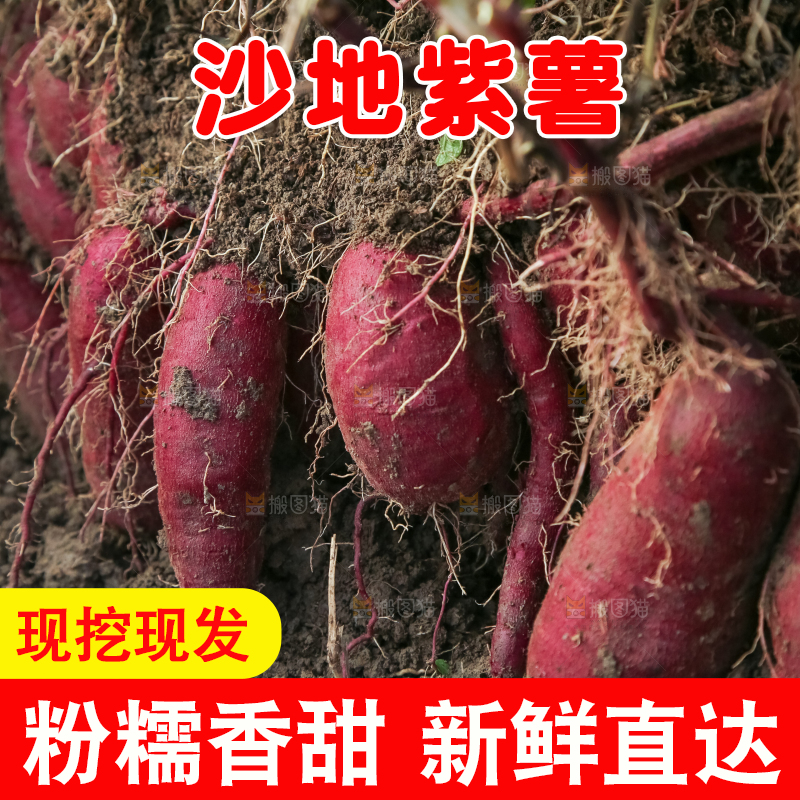 田里的紫罗兰紫薯