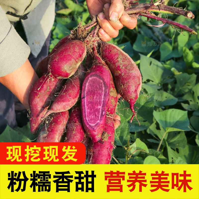 手里拿着一串紫罗兰紫薯