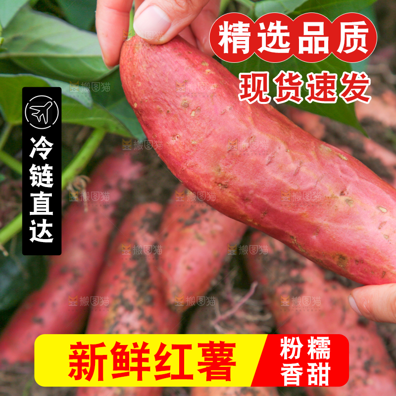 手拿着现挖红薯