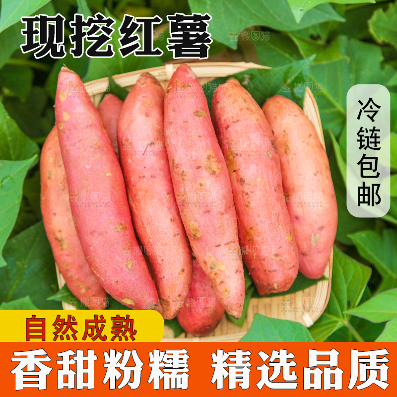 红薯地里的一篮红薯