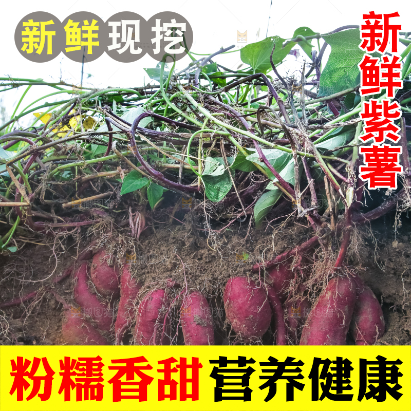 田里的紫罗兰紫薯
