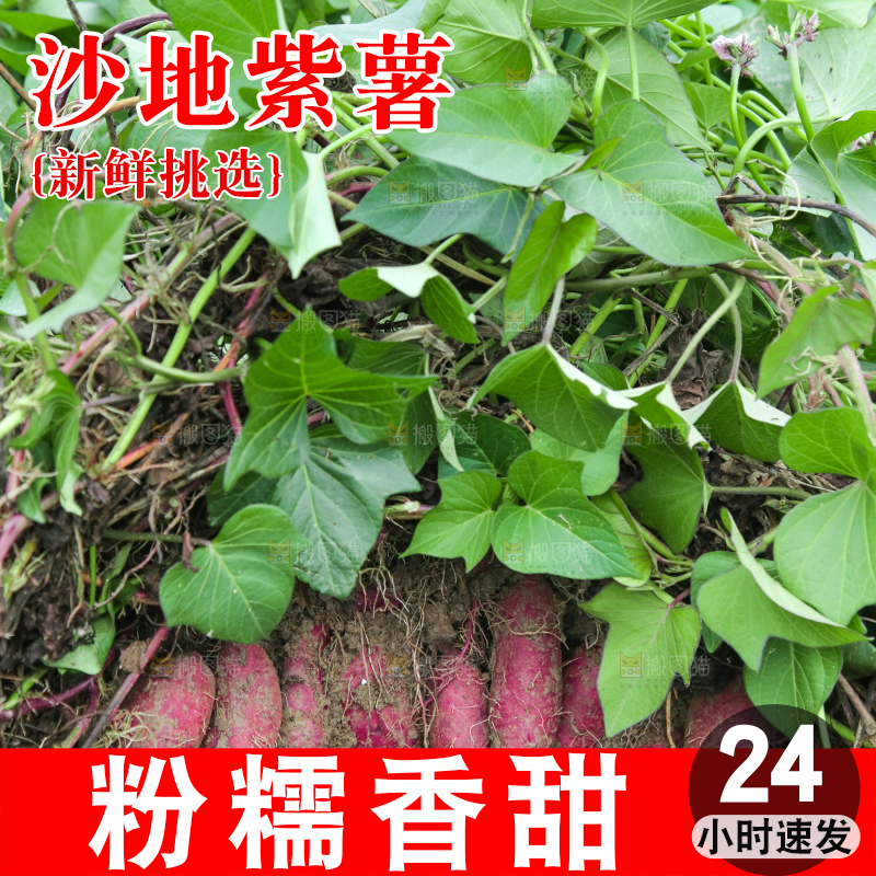 紫薯地里的新鲜紫薯