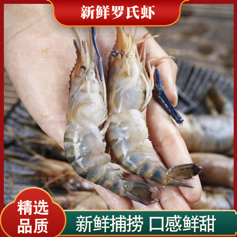 手上捧着罗氏沼虾