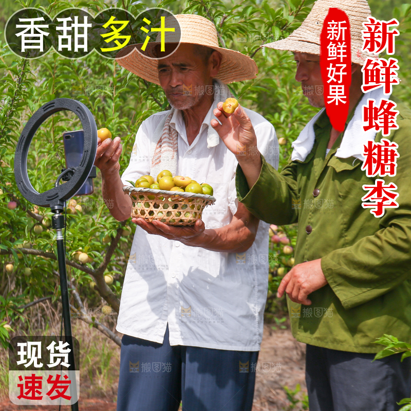 农民正在蜂糖李果园自拍