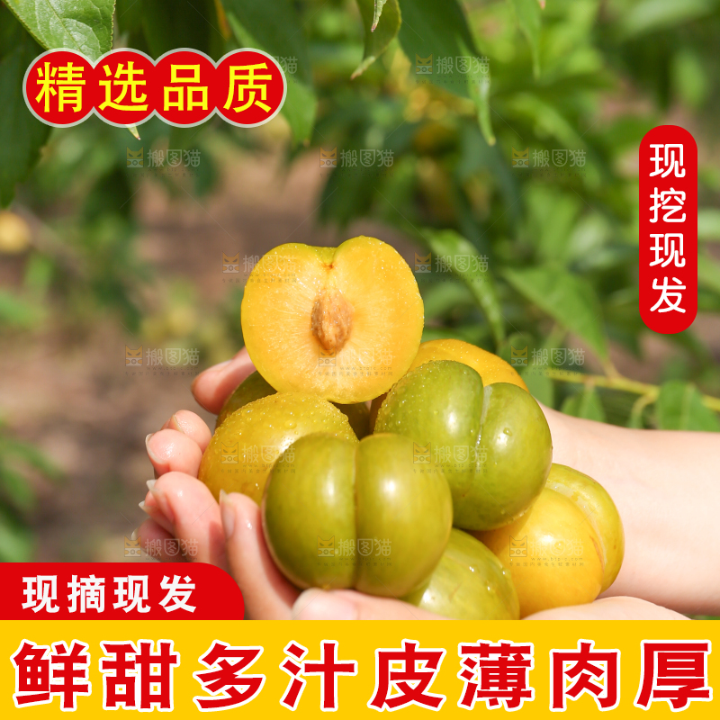 手上捧着新鲜蜂糖李