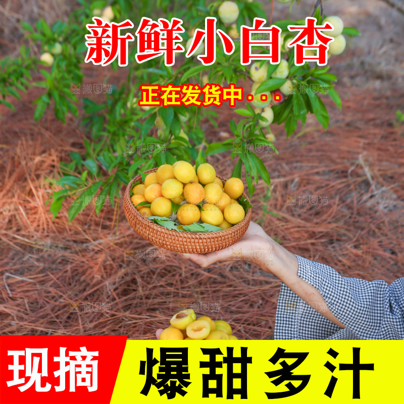 农民手上拿着一筐小白杏