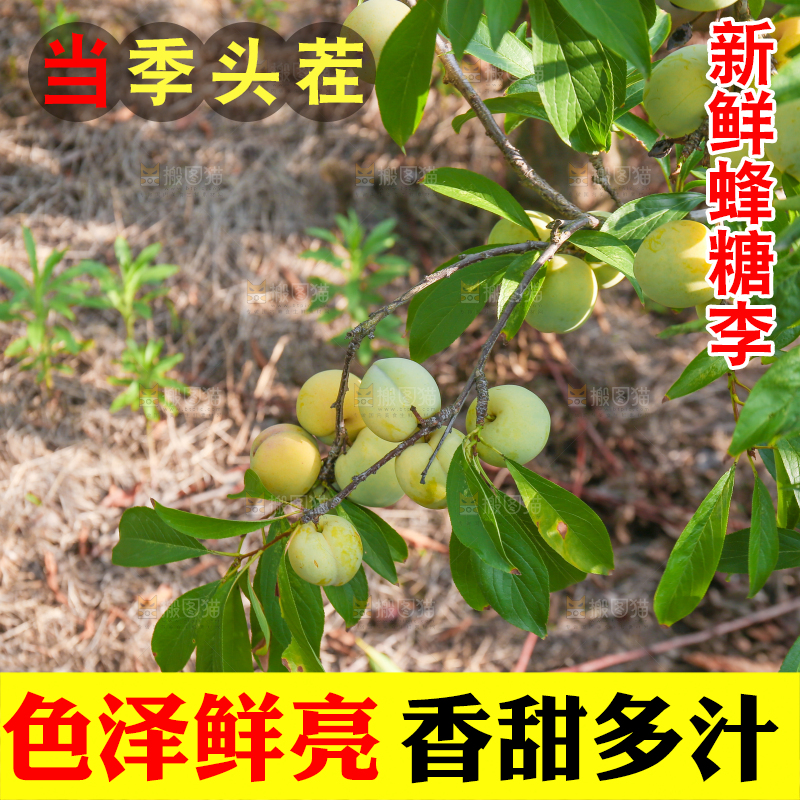 树上的冰糖李