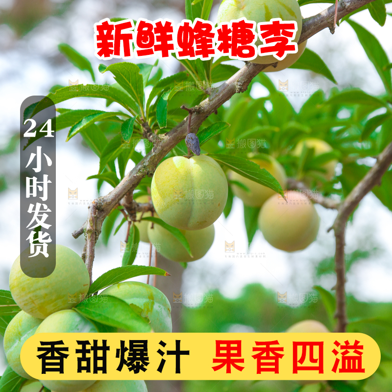 树枝上的冰糖李