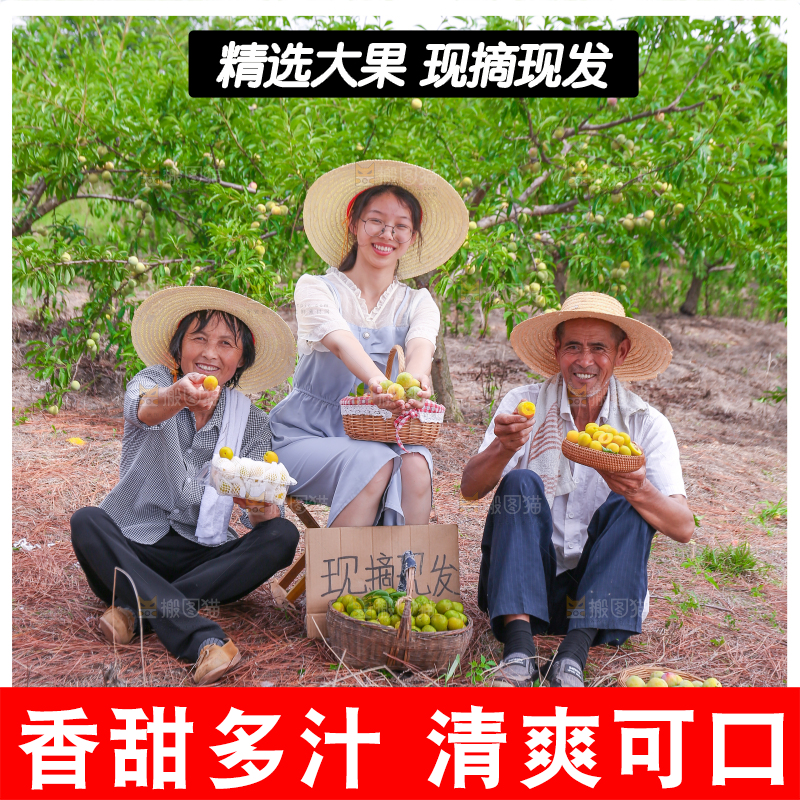 农民手上拿着新鲜冰糖李