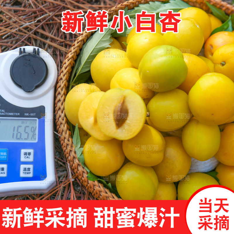 草地上放着新鲜小白杏