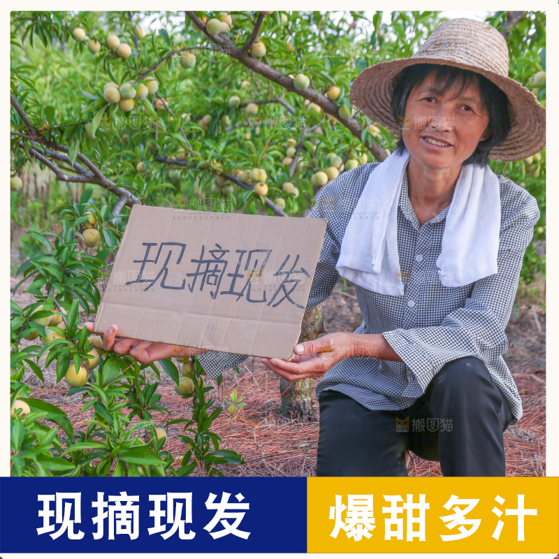 蜂糖李果园