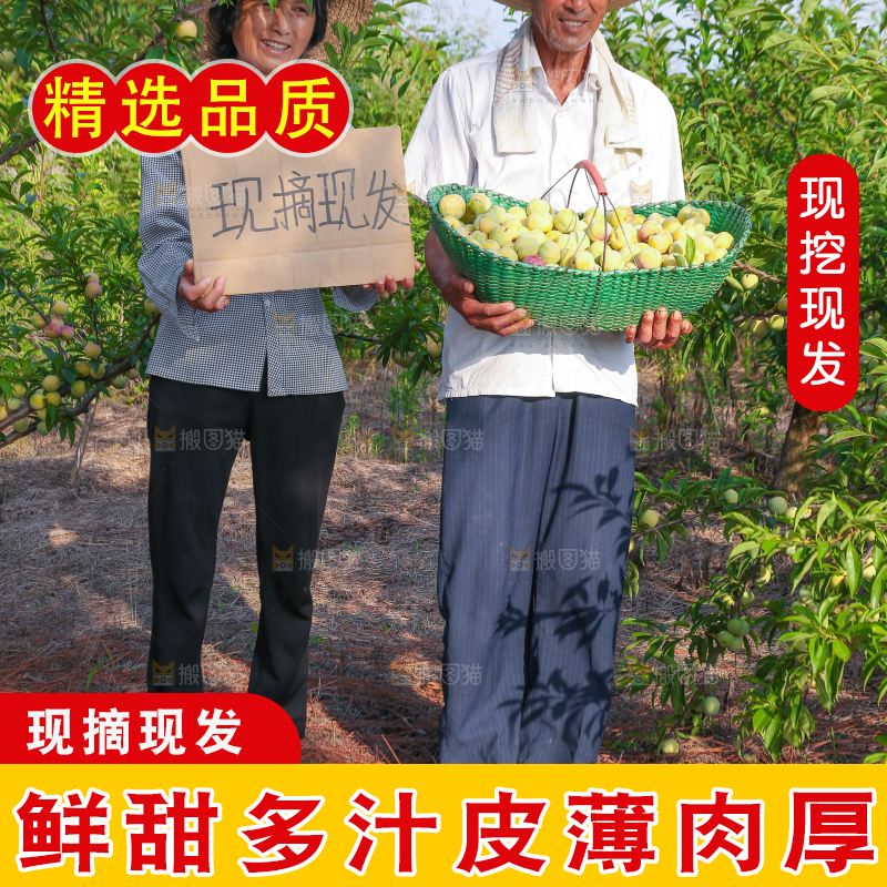 农民手上抱着一篮蜂糖李