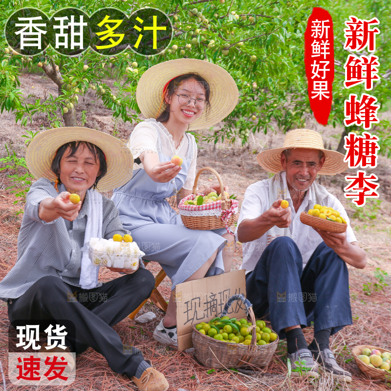 农民手上拿着新鲜冰糖李