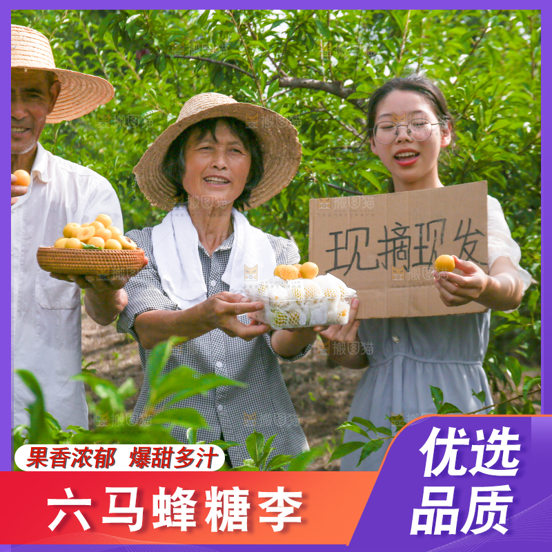 农民手上拿着现摘的蜂糖李