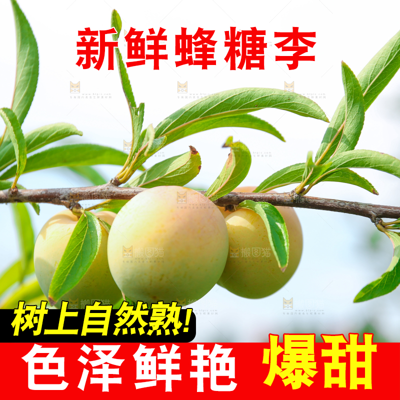 树枝上的冰糖李