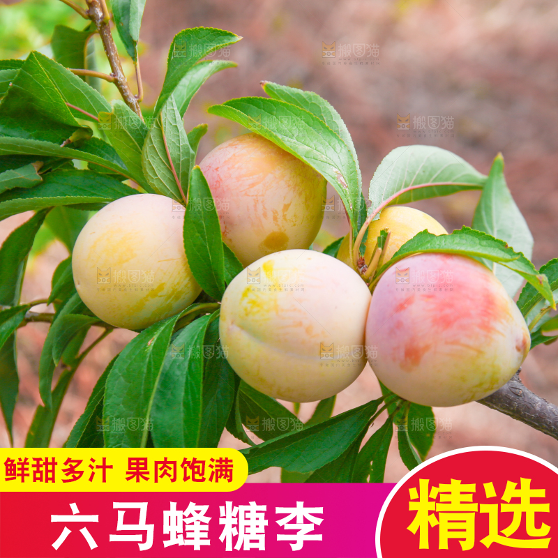 树枝上的冰糖李
