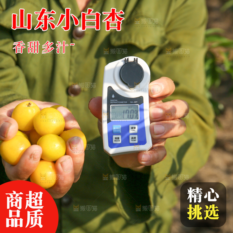 农民手上拿着小白杏